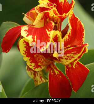Canna hybrida, ornement populaire herbe poussant en groupe, rhizomatiques de racines, de fleurs voyantes, tacheté de rouge, orange, plantes de jardin Banque D'Images