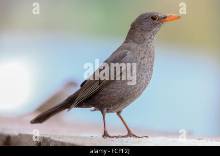 Merle noir (Turdus merula) Banque D'Images