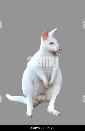 Wallaby albinos isolé sur fond blanc Banque D'Images