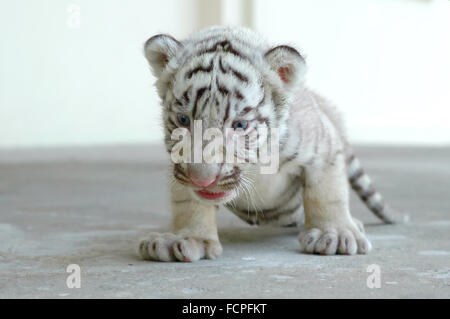 Bebe Tigre Blanc Photo Stock Alamy