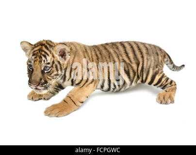 Bébé tigre du Bengale isolé sur fond blanc Banque D'Images