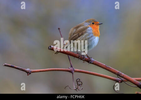 Redbreast (Erithacus rubecula aux abords ) Banque D'Images