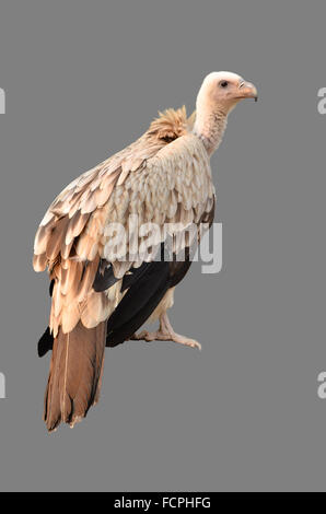 Vulture isolé sur fond blanc Banque D'Images