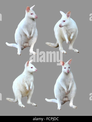 Collection de wallaby albinos isolé sur fond blanc Banque D'Images