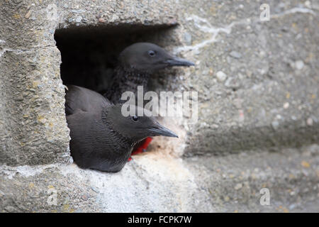 Le Guillemot à miroir (Cepphus grylle) ; paire assis dans le trou du mur ; l'entrée du nid à l'île de Man, UK Banque D'Images