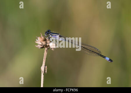 Demoiselle à queue bleue ; d'Ischnura elegans seule femelle immature de forme violacea Cornwall, UK Banque D'Images