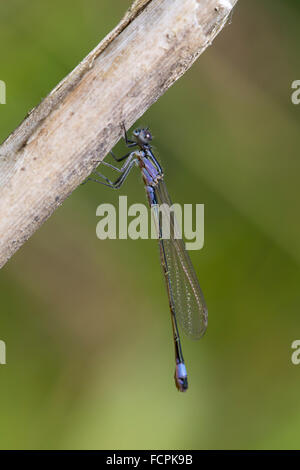 Demoiselle à queue bleue ; d'Ischnura elegans seule femelle immature de forme violacea Cornwall, UK Banque D'Images