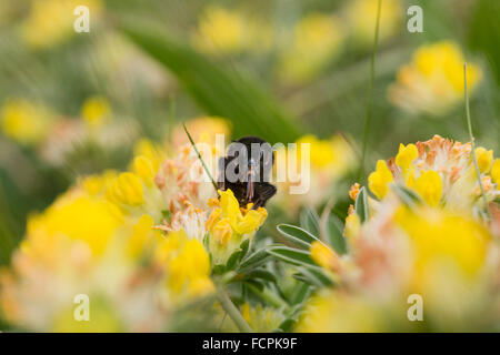 Red-Tailed ; bourdon Bombus lapidarius sur simple fleur Vesce rein ; Cornwall UK Banque D'Images