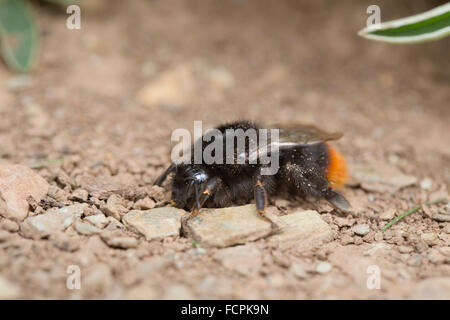 Red-Tailed ; bourdon Bombus lapidarius sur simple rez-de Cornwall, UK Banque D'Images