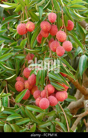 Litchi frais on tree Banque D'Images