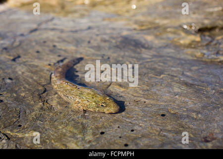 Blennius pholis blennies commun ; seul dans Rockpool Cornwall, UK Banque D'Images