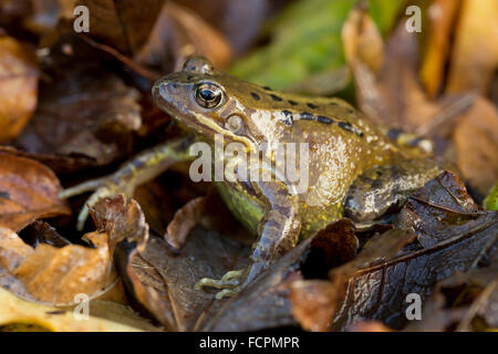 Grenouille Rousse, Rana temporaria seul avec les feuilles d'automne, Cornwall, UK Banque D'Images