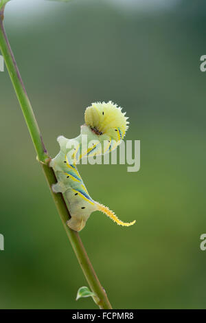 Tête de mort Acherontia atropos Sphynx larve ; seul sur tige ; Cornwall, UK Banque D'Images