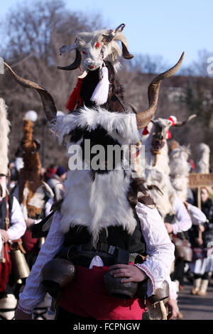 Bulgarie - jan 31, 2015 : l'homme en costume traditionnel masquerade est considéré à l'occasion du Festival International de l'Jeux de la mascarade Banque D'Images