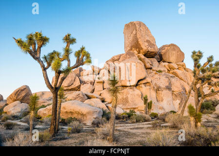 Rock pierre tombale dans Joshua Tree National Park, Californie Banque D'Images