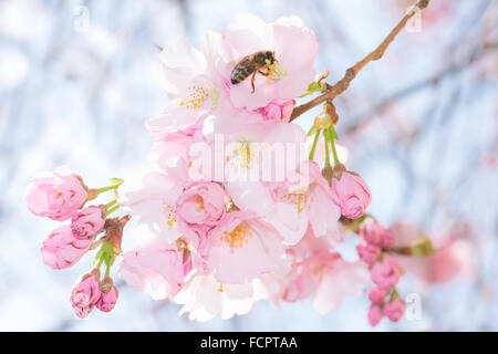 Abeille sur rose pastel fleurs de printemps doux blossoming apple tree branch Banque D'Images