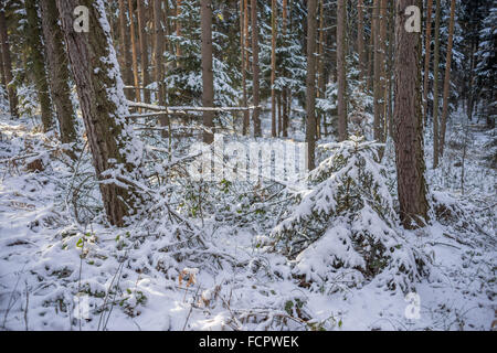 Le silence froid winer forêt couverte de neige Banque D'Images