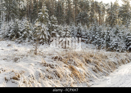 Le silence froid winer forêt couverte de neige Banque D'Images
