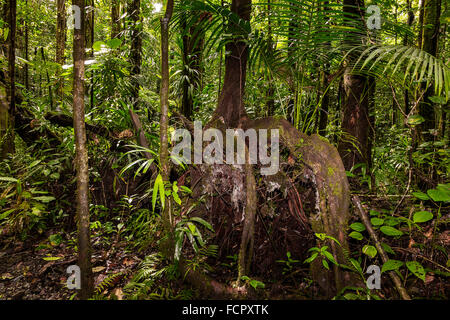 Les arbres de la forêt tropicale Dominique Antilles Banque D'Images