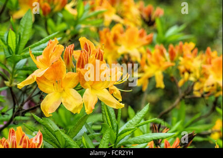 Azalee gelb im Frühling - azalea en jaune au printemps Banque D'Images