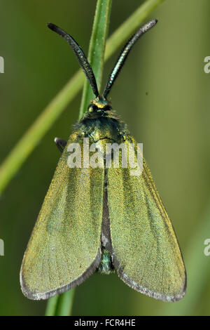 Forestier (Adscita geryon ciste). Une impressionnante green papillon de la famille des Zygaenidae, montrant les ailes iridescentes et antennes Banque D'Images