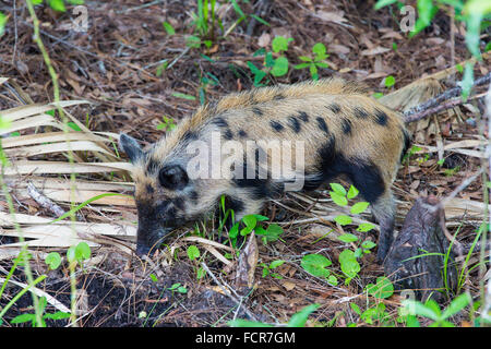 Feral cochon sauvage dans Six Mile Cypress Slough Preserve à Fort Myers en Floride Banque D'Images