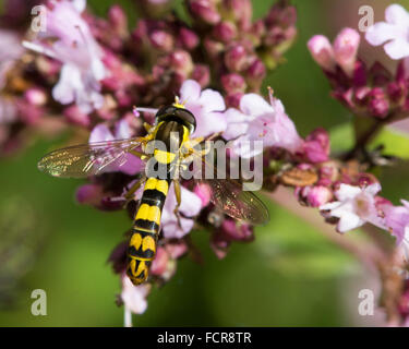 Hoverfly (Sphaerophoria scripta long). Une couleur lumineuse et allongée hoverfly dans la famille Syrphidae Banque D'Images