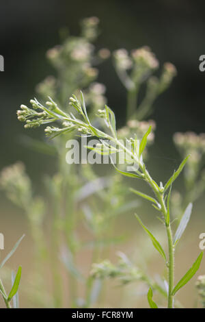 La vergerette du Canada (Conyza canadensis). Une espèce de terrain vague dans la famille des Asteraceae, et les espèces envahissantes en Grande-Bretagne Banque D'Images