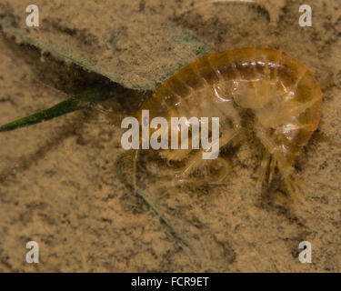 Gammarus. purlex Une politique commune, souvent abondant, crustacé amphipode d'eau douce dans la famille Gammaridae Banque D'Images
