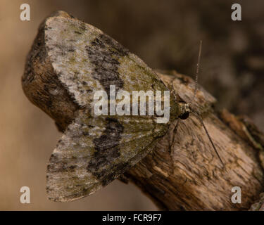 Juillet highflyer (Hydriomena furcata). Variable d'une très grande espèce de lépidoptère de la famille des Geometridés, au repos sur bois Banque D'Images