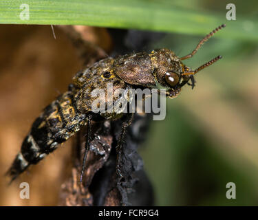 Ontholestes murinus staphylin. Un staphylins prédateurs dans la famille qui Staphylindae hunts sur et autour de la charogne et dung Banque D'Images