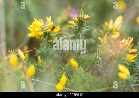 L'ouest de l'ajonc (Ulex gallii) en fleurs. Un arbuste épineux de la famille des pois, Fabaceae, en fleurs Banque D'Images