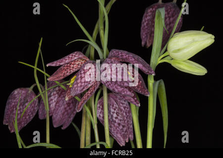 'Snake boloria' Banque D'Images