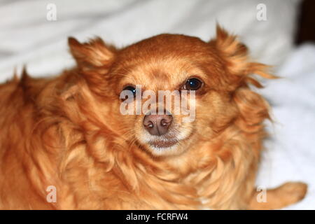 Close up d'un Long haired chihuahua avec cheveux blonds orangée Banque D'Images