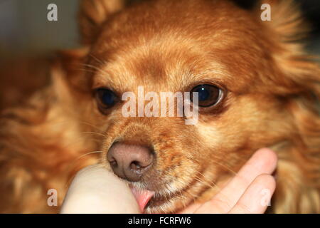 Close up d'un Long haired chihuahua avec cheveux blonds orangée Banque D'Images