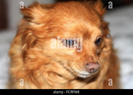 Close up d'un Long haired chihuahua avec cheveux blonds orangée Banque D'Images