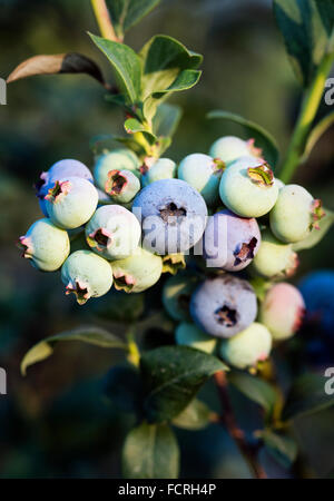 Bush de bleuets, New Jersey, USA Banque D'Images