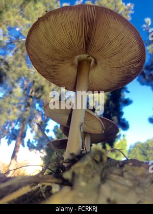 L'angle faible de gros champignons entre des feuilles sèches Banque D'Images