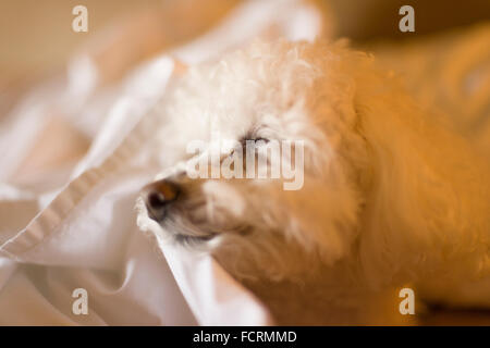 Bichon Frise chien dormir sur des draps blancs au lit Banque D'Images