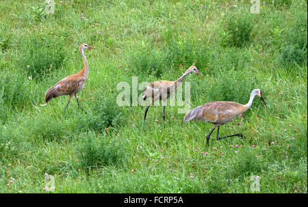 La grue, Grus canadensis, avec deux jeunes adultes dans le champ de foin Banque D'Images