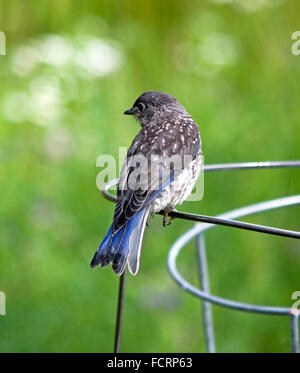 Merlebleu de l'Est, Sialla sialis, juvénile perché sur l'appui de l'usine de fil Banque D'Images