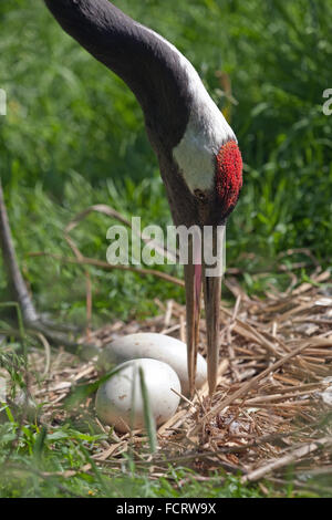 À couronne rouge, Japonais ou grue de Mandchourie (Grus japonensis). De l'embrayage tournant femelle deux œufs et réglage de matériel de nidification. Banque D'Images