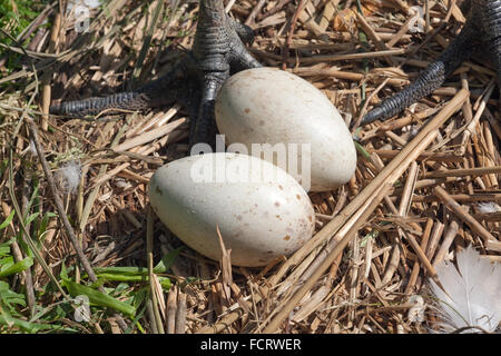 À couronne rouge, Japonais ou grue de Mandchourie (Grus japonsis). L'embrayage complet typique de deux oeufs. La femelle pieds derrière. Banque D'Images