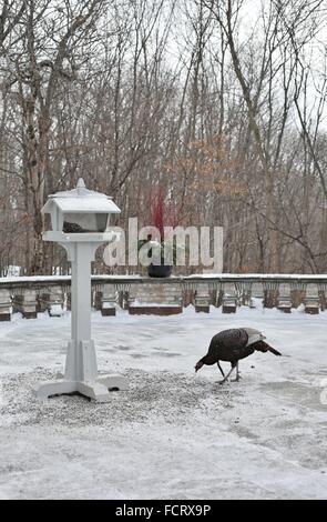 Un dindon sauvage manger à une mangeoire pour oiseaux à la Minnesota Landscape Arboretum près de Minneapolis. Banque D'Images