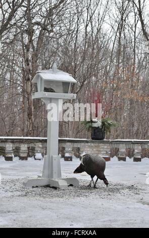 Un dindon sauvage manger à une mangeoire pour oiseaux à la Minnesota Landscape Arboretum près de Minneapolis. Banque D'Images