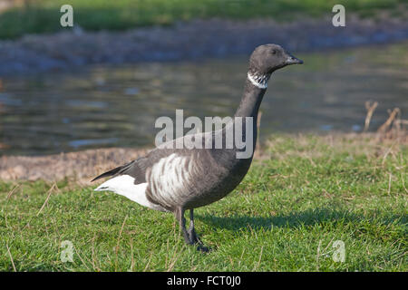 La Bernache cravant noire du Pacifique, ou des Bernaches cravants (Branta bernicla orientalis). Collier blanc complet de rejoindre sous la gorge identifie les subspeci Banque D'Images