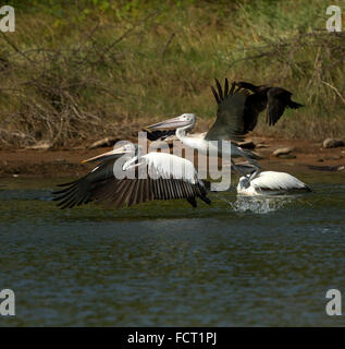 Le spot-billed pelican pelican ou gris (Pelecanus philippensis) est un membre de la famille pelican. Banque D'Images