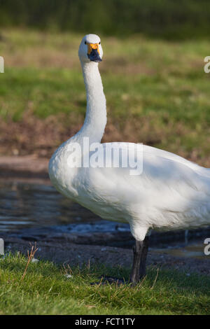 Ou le cygne de Bewick (Cygnus columbianus bewickii). Banque D'Images