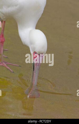 Spatule d'Afrique (Platula alba). L'alimentation avec des balançoires sur le côté gauche à droite et de droite à gauche, à l'aide de forme spatulée de loi. Banque D'Images