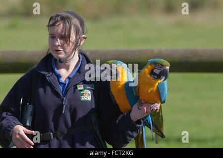 Aras bleu et jaune (Ara ararauna), perché sur le bras de l'entraîneur des animaux, le Zoo de Banham, Norfolk. Spectacle d'oiseaux de la scène. Banque D'Images